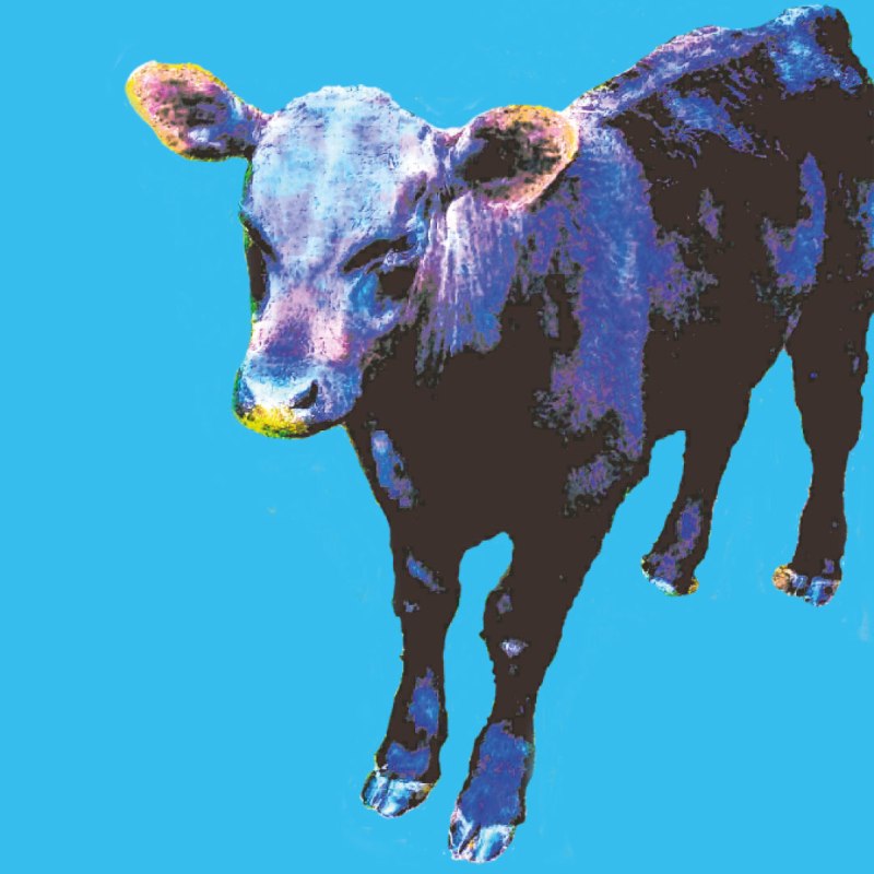 MY BLUE Cow